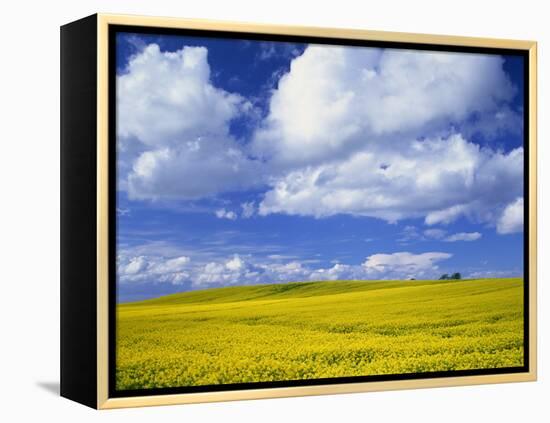 Rape Field and Blue Sky with White Clouds-Nigel Francis-Framed Premier Image Canvas