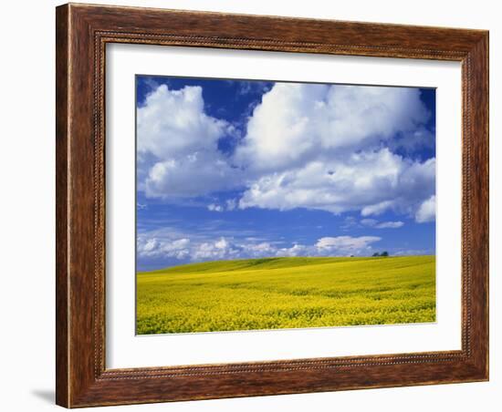 Rape Field and Blue Sky with White Clouds-Nigel Francis-Framed Photographic Print