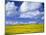 Rape Field and Blue Sky with White Clouds-Nigel Francis-Mounted Photographic Print