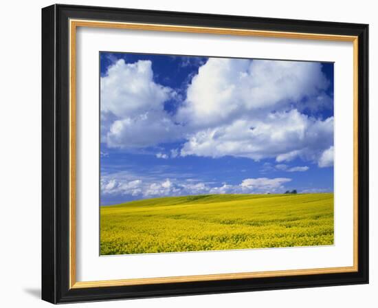 Rape Field and Blue Sky with White Clouds-Nigel Francis-Framed Photographic Print