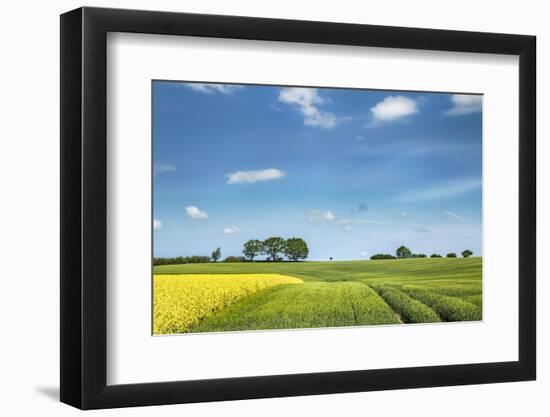 Rape field, Baltic coast, Schleswig-Holstein, Germany-Sabine Lubenow-Framed Photographic Print