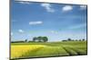 Rape field, Baltic coast, Schleswig-Holstein, Germany-Sabine Lubenow-Mounted Photographic Print