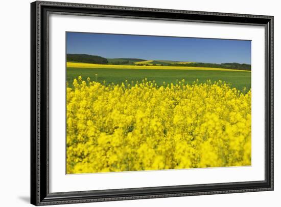 Rape Field, Fields, Spring, Edertal (Community), Edersee National Park, Hessia, Germany-Raimund Linke-Framed Photographic Print