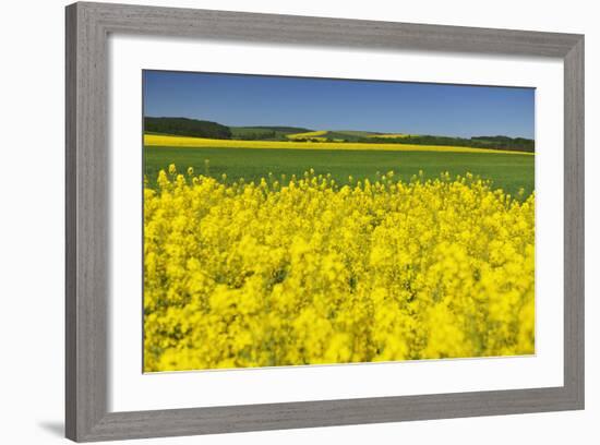 Rape Field, Fields, Spring, Edertal (Community), Edersee National Park, Hessia, Germany-Raimund Linke-Framed Photographic Print