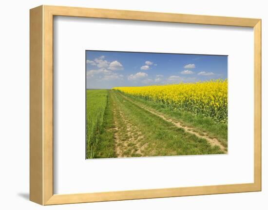 Rape Field, Way, Spring, Wenigumstadt (District), Bavaria, Germany-Raimund Linke-Framed Photographic Print