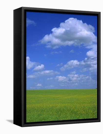 Rape Field with Blue Sky and White Clouds, Herefordshire, England, United Kingdom, Europe-Jean Brooks-Framed Premier Image Canvas