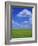 Rape Field with Blue Sky and White Clouds, Herefordshire, England, United Kingdom, Europe-Jean Brooks-Framed Photographic Print