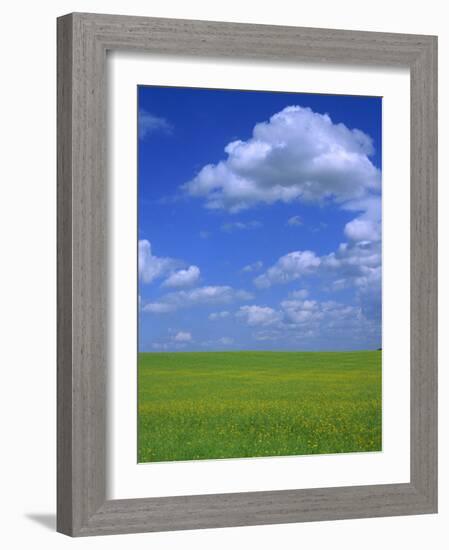 Rape Field with Blue Sky and White Clouds, Herefordshire, England, United Kingdom, Europe-Jean Brooks-Framed Photographic Print