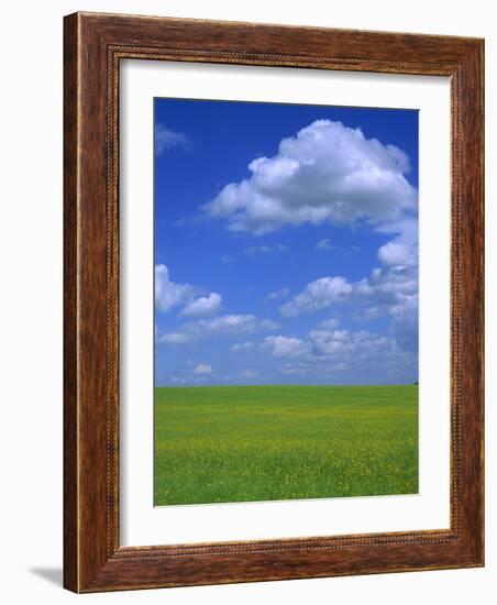 Rape Field with Blue Sky and White Clouds, Herefordshire, England, United Kingdom, Europe-Jean Brooks-Framed Photographic Print