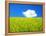 Rape Field-null-Framed Premier Image Canvas