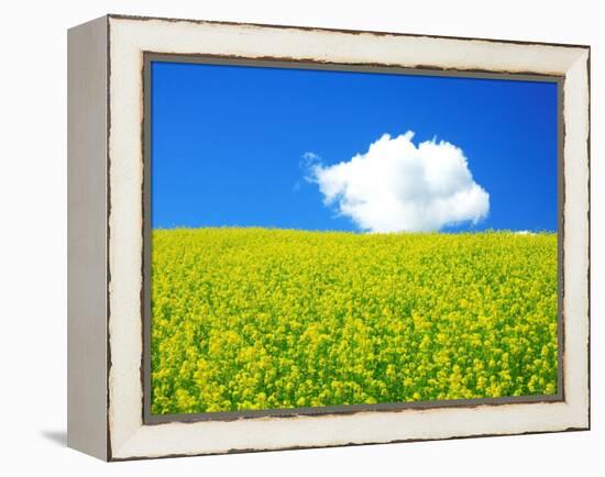 Rape Field-null-Framed Premier Image Canvas