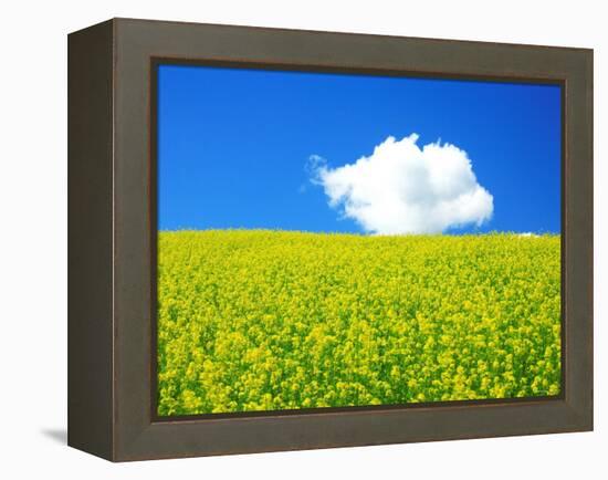 Rape Field-null-Framed Premier Image Canvas