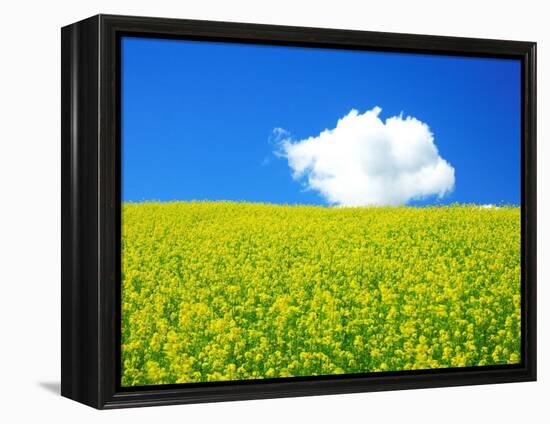 Rape Field-null-Framed Premier Image Canvas