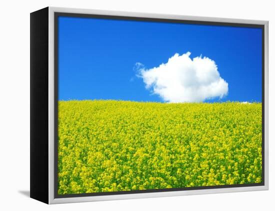 Rape Field-null-Framed Premier Image Canvas