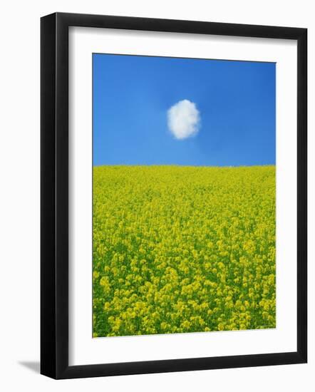 Rape Field-null-Framed Photographic Print