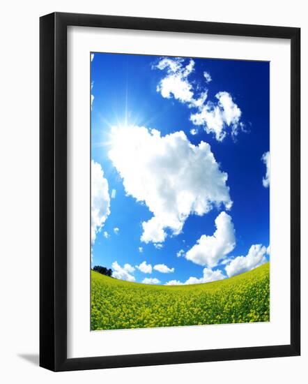 Rape Field-null-Framed Photographic Print