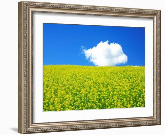 Rape Field-null-Framed Photographic Print