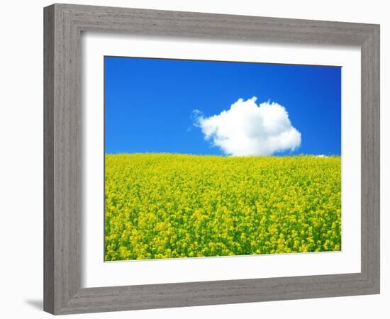 Rape Field-null-Framed Photographic Print