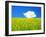 Rape Field-null-Framed Photographic Print