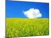 Rape Field-null-Mounted Photographic Print
