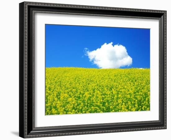 Rape Field-null-Framed Photographic Print