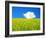 Rape Field-null-Framed Photographic Print