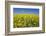 Rape Field-Herbert Kehrer-Framed Photographic Print