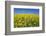 Rape Field-Herbert Kehrer-Framed Photographic Print