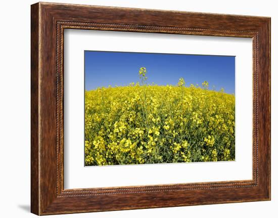 Rape Field-Herbert Kehrer-Framed Photographic Print