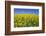 Rape Field-Herbert Kehrer-Framed Photographic Print