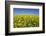 Rape Field-Herbert Kehrer-Framed Photographic Print