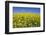 Rape Field-Herbert Kehrer-Framed Photographic Print