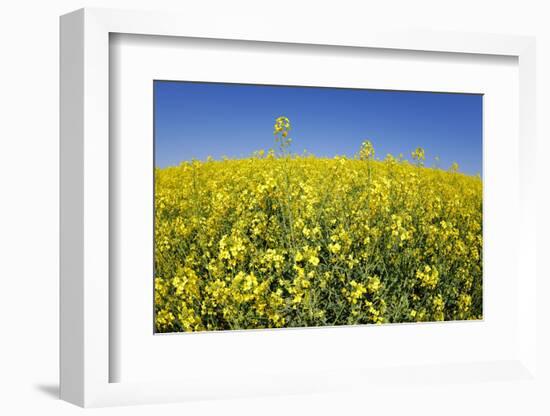 Rape Field-Herbert Kehrer-Framed Photographic Print