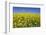 Rape Field-Herbert Kehrer-Framed Photographic Print