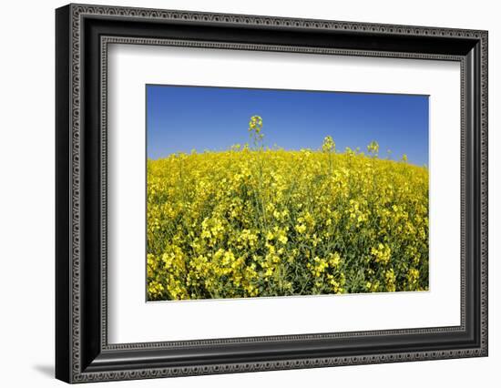 Rape Field-Herbert Kehrer-Framed Photographic Print