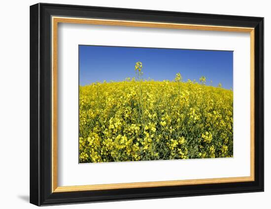 Rape Field-Herbert Kehrer-Framed Photographic Print