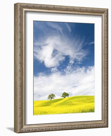 Rape Fields in Orcia Valley, Tuscany, Italy-Nadia Isakova-Framed Photographic Print