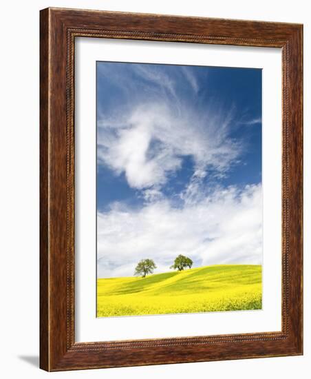 Rape Fields in Orcia Valley, Tuscany, Italy-Nadia Isakova-Framed Photographic Print