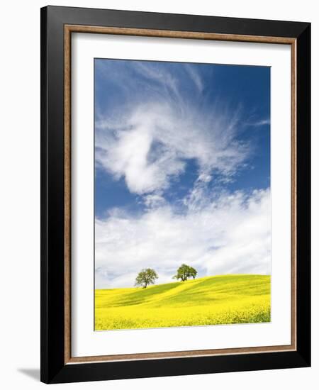 Rape Fields in Orcia Valley, Tuscany, Italy-Nadia Isakova-Framed Photographic Print