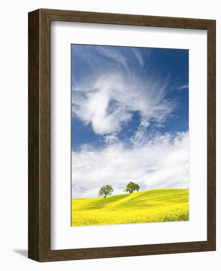 Rape Fields in Orcia Valley, Tuscany, Italy-Nadia Isakova-Framed Photographic Print