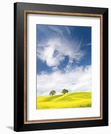 Rape Fields in Orcia Valley, Tuscany, Italy-Nadia Isakova-Framed Photographic Print