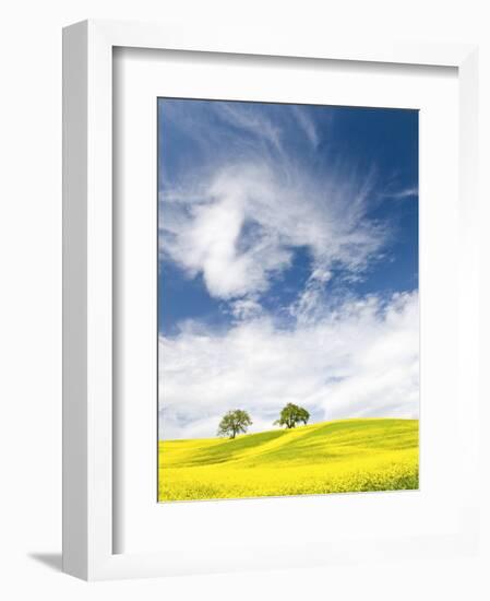 Rape Fields in Orcia Valley, Tuscany, Italy-Nadia Isakova-Framed Photographic Print