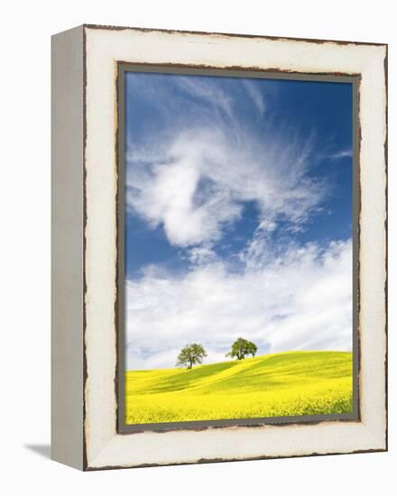 Rape Fields in Orcia Valley, Tuscany, Italy-Nadia Isakova-Framed Premier Image Canvas