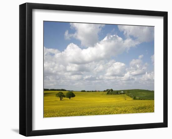 Rape Fields, Jutland, Denmark, Scandinavia, Europe-Yadid Levy-Framed Photographic Print