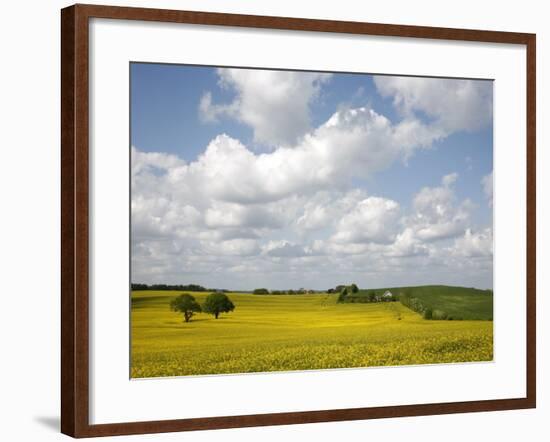 Rape Fields, Jutland, Denmark, Scandinavia, Europe-Yadid Levy-Framed Photographic Print