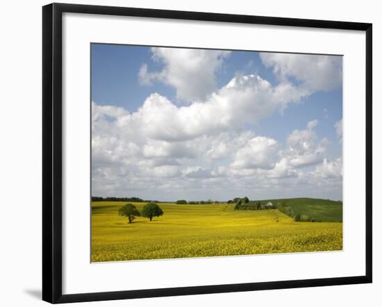 Rape Fields, Jutland, Denmark, Scandinavia, Europe-Yadid Levy-Framed Photographic Print