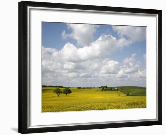 Rape Fields, Jutland, Denmark, Scandinavia, Europe-Yadid Levy-Framed Photographic Print