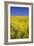 Rape Fields-David Clapp-Framed Photographic Print