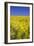 Rape Fields-David Clapp-Framed Photographic Print