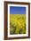 Rape Fields-David Clapp-Framed Photographic Print